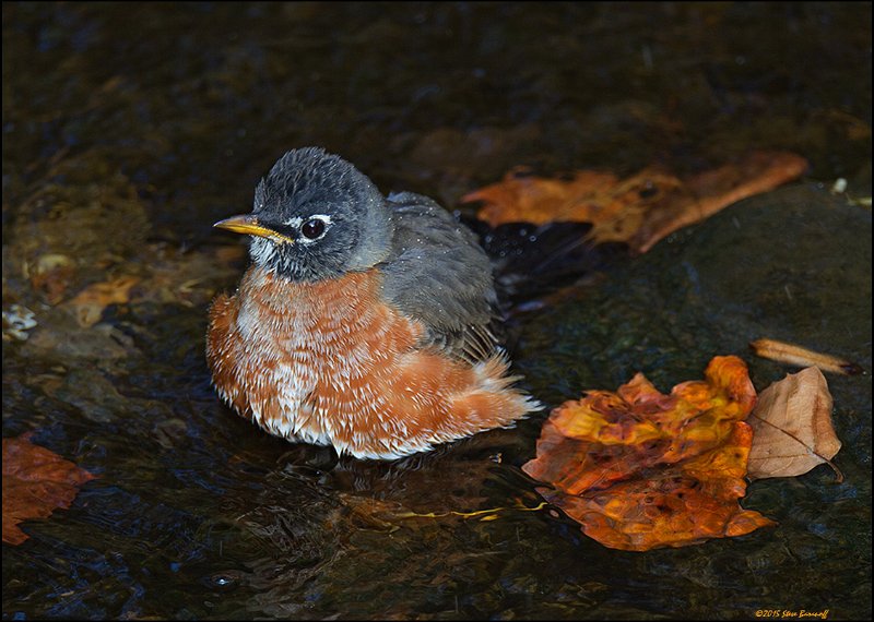 _5SB6254 american robin.jpg